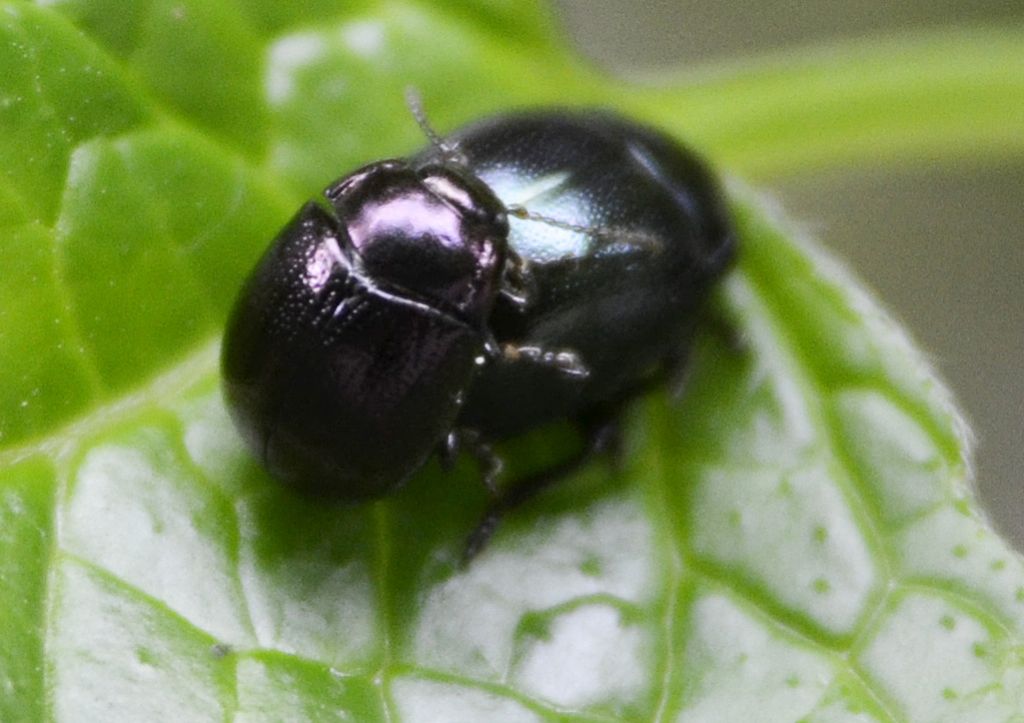 Chrysolina